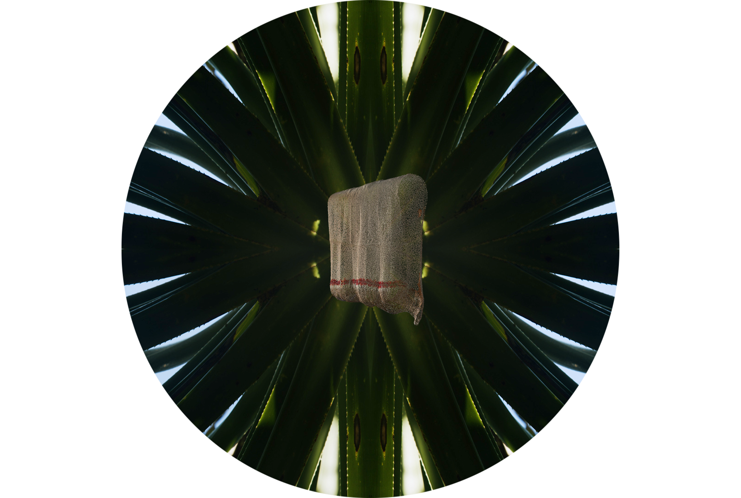 ʻie tōga 88 pandanus